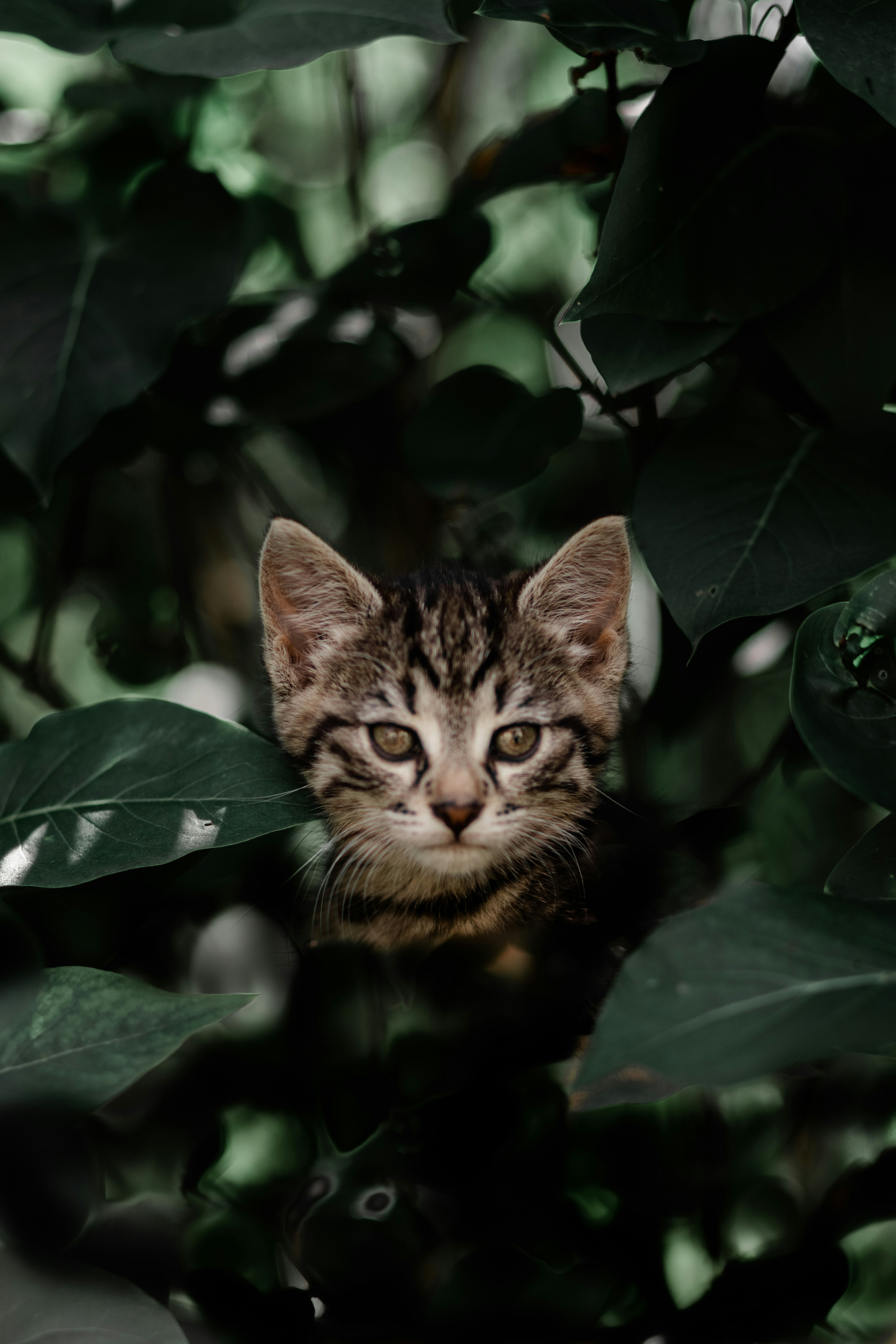 brown tabby cat on green leaves